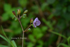 Murdannia loriformis